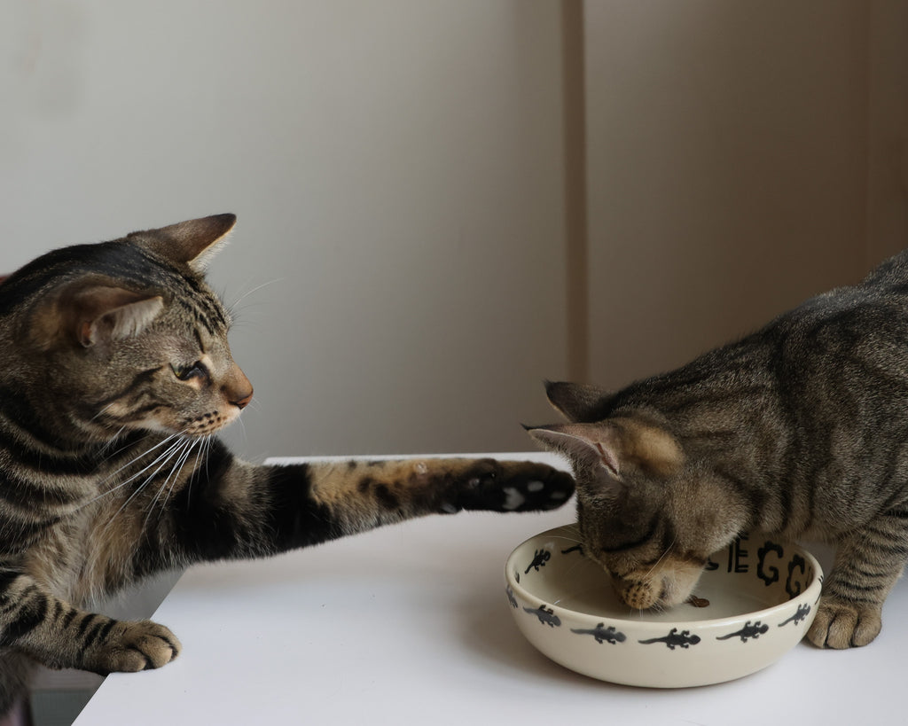 Customized cat bowl